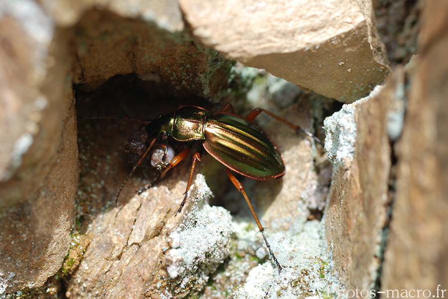 Carabus auratus